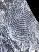 Helmintoïdes (traces de vie dans un flysch - détail) 